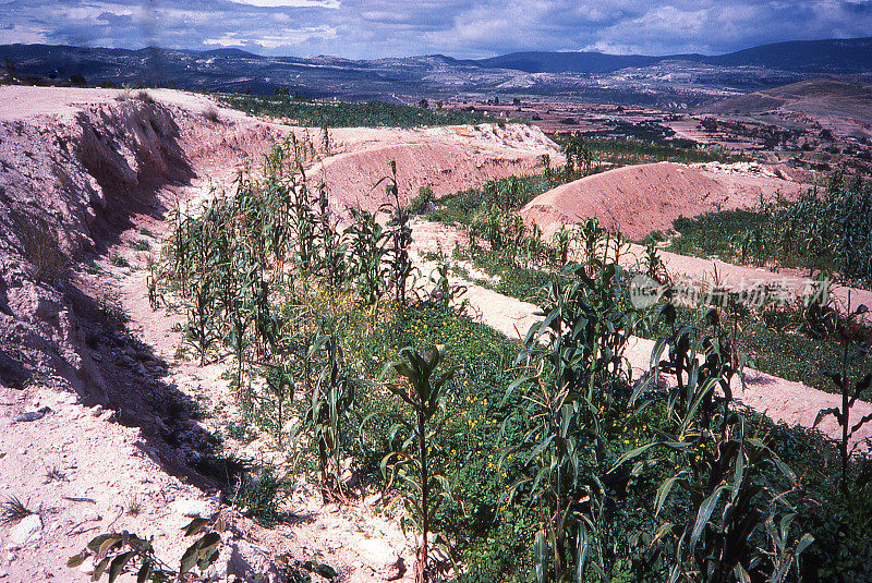 在Asunción Nochixtlán瓦哈卡附近有玉米作物的等高线坡地上有严重的沟壑侵蚀和侵蚀控制